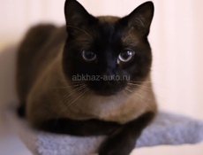 Куплю сиамского - тайского котёнка