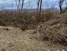 Продается участок 10 соток Город Гудаута район бомбора Документы в порядке Очень срочно!! Цена 750 т Звонить писать на ватсап