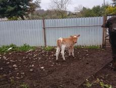 Продаю телочку