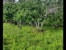 ПРОДАЁТСЯ УЧАСТОК С ФУНДАМЕНТОМ И ОРЕХОВЫМ САДОМ