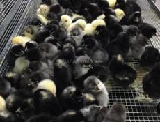 Суточнные цыплята  