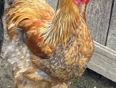 молодые петухи Брама