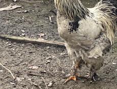 молодые петухи Брама