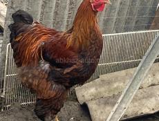 молодые петухи Брама