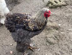 молодые петухи Брама