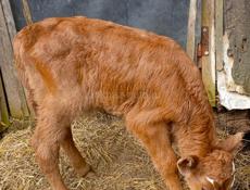 Продаю бычка 