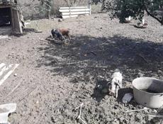 прадаю поросят 3мс