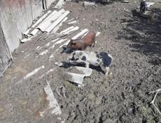 прадаю поросят 3мс