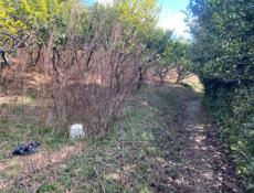 Гагра участок 50 соток 