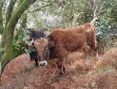 Продаётся бычок