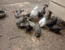 На продажу цеплята 