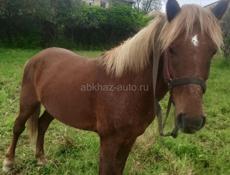 Продаю лошадей