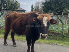 Продается бык 
