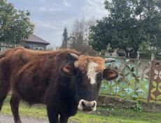 Продается бык