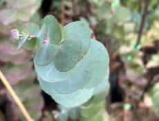 Саженцы серебристого эвкалипта 