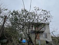 Пикантная 2 года 3мета