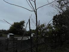 Пикантная 2 года 3мета