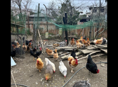 Продаются домашние куры и живые и чищеные в очамчире 