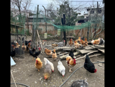 Продаются домашние куры и живые и чищеные в очамчире 