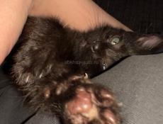 Котенок Мальчик