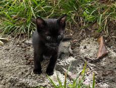 Котенок Мальчик