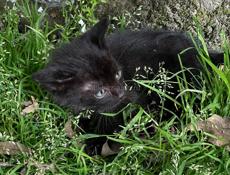 Котенок Мальчик