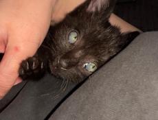 Котенок Мальчик 