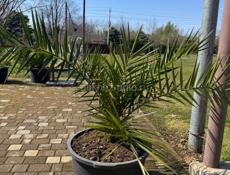 Финиковая пальма