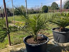 Финиковая пальма