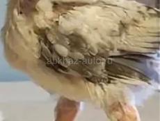 Подрощеные пропоеные 