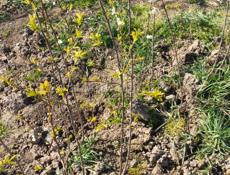 Саженцы Фруктов 