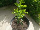 Вечнозелёные растения