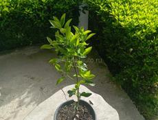 Вечнозелёные растения