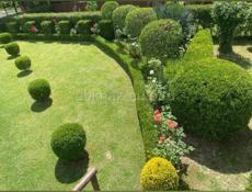 Вечнозелёные растения