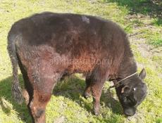 Продам бычка