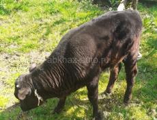 Продам бычка