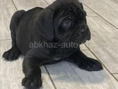 ЩЕНКИ КАНЕ КОРСО 