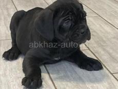 ЩЕНКИ КАНЕ КОРСО 