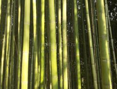 Бамбук 
