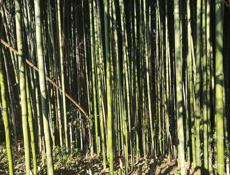 Бамбук 