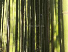 Бамбук 