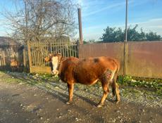 Продается Корова 