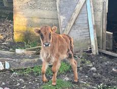 Продаётся Теленок