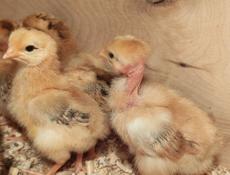 Цыплята 10 дневные