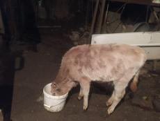 Продаю теленка 3 месяца 12000р +79409915277