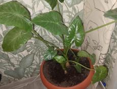 Продается цветок 