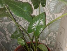 Продается цветок 