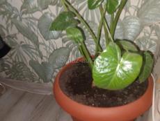 Продается цветок 