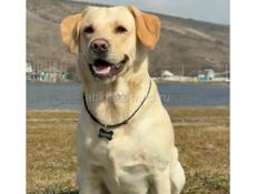 Нужен щенок лабрадор ретривер палевый