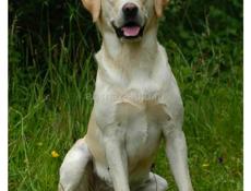 Нужен щенок лабрадор ретривер палевый